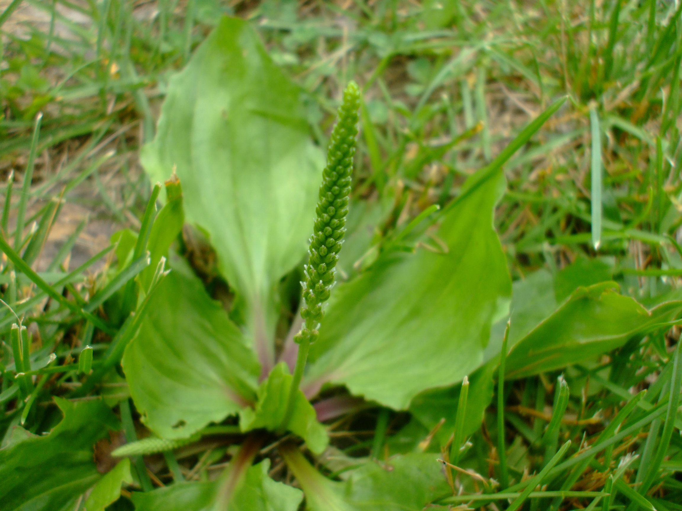 Plantago rugelii